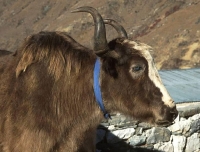 A Yak